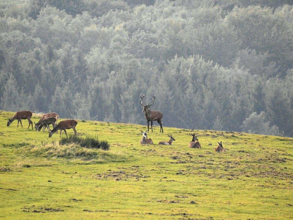 Fewo-Eifel-Morsbach Schleiden Εξωτερικό φωτογραφία